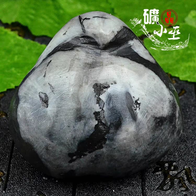 RARE prehistoric Jurassic Period invertebrate Stringocephalus fossil