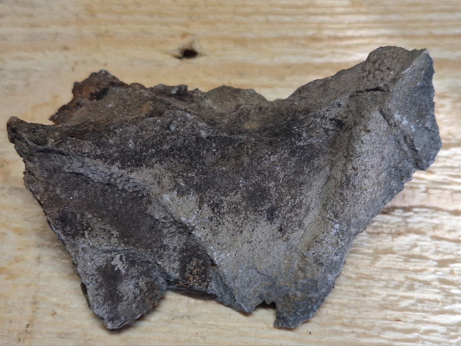 Incredible Detail Fossil Favosite Coral In Limestone Devonian Period Michigan 6