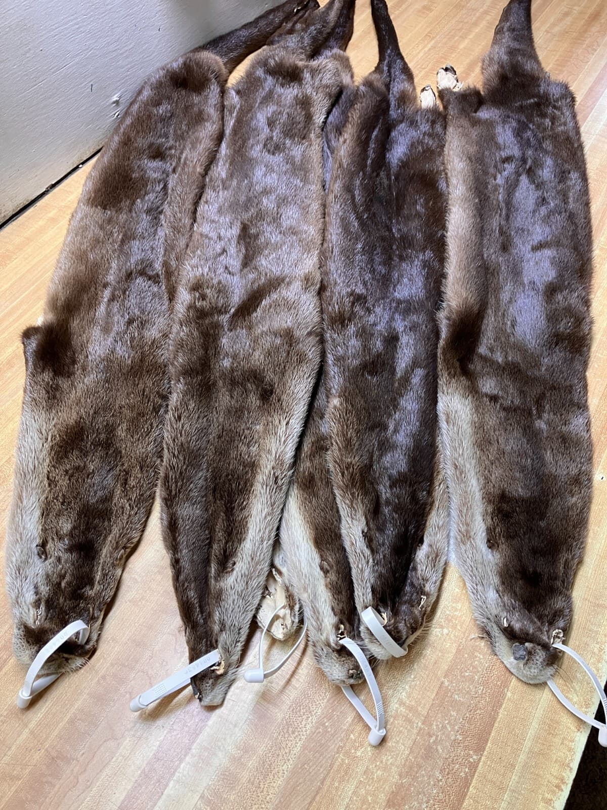 Tanned  River Otter Hide Beautiful With the Feet Trapping ID Tag Pink 5