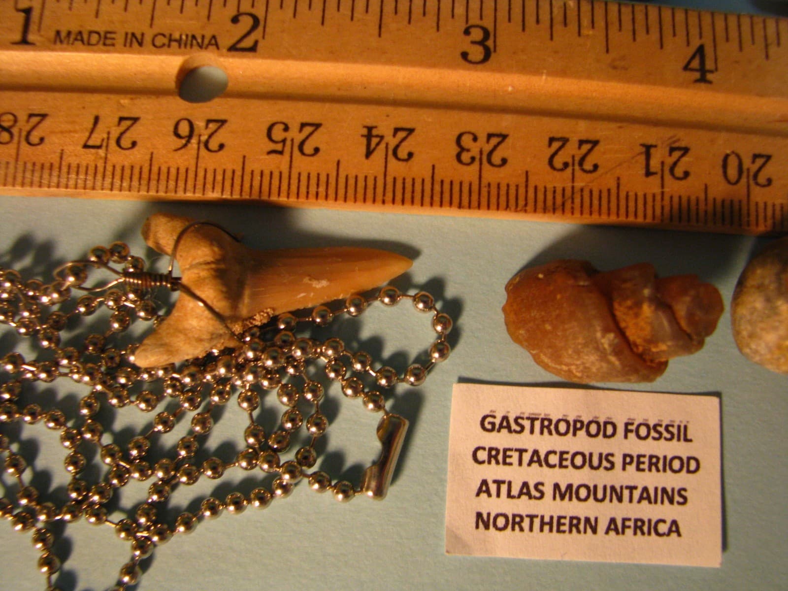 7 FOSSILS OTODUS OBLQUUS GREAT WHITE SEA URCHIN ORTHOCERUS AMMONITE GASTROPO#143 5