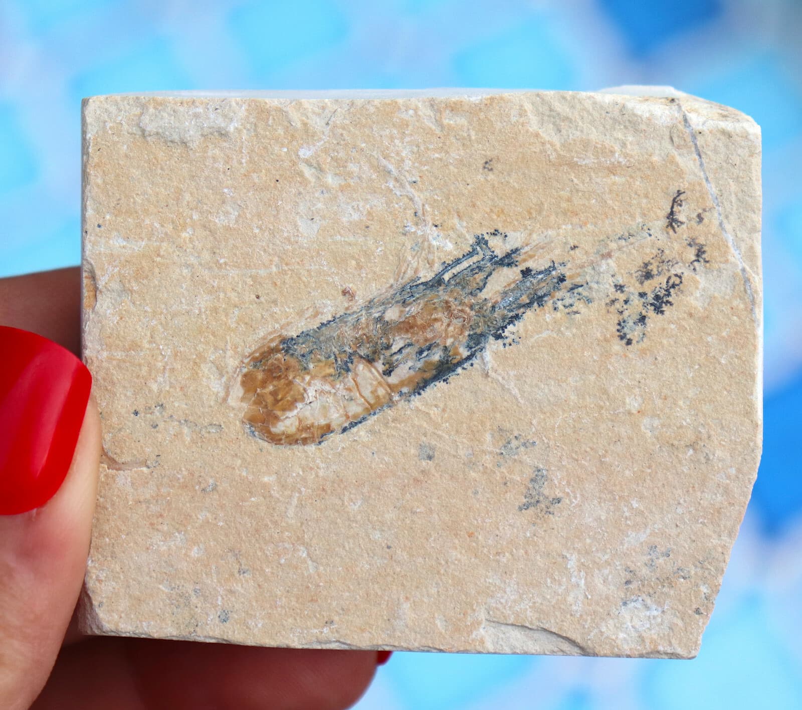 Fossil Shrimp From Solnhofen Germany  150 MILLION YRS OLD 6.4 Cm's JURASSIC 3
