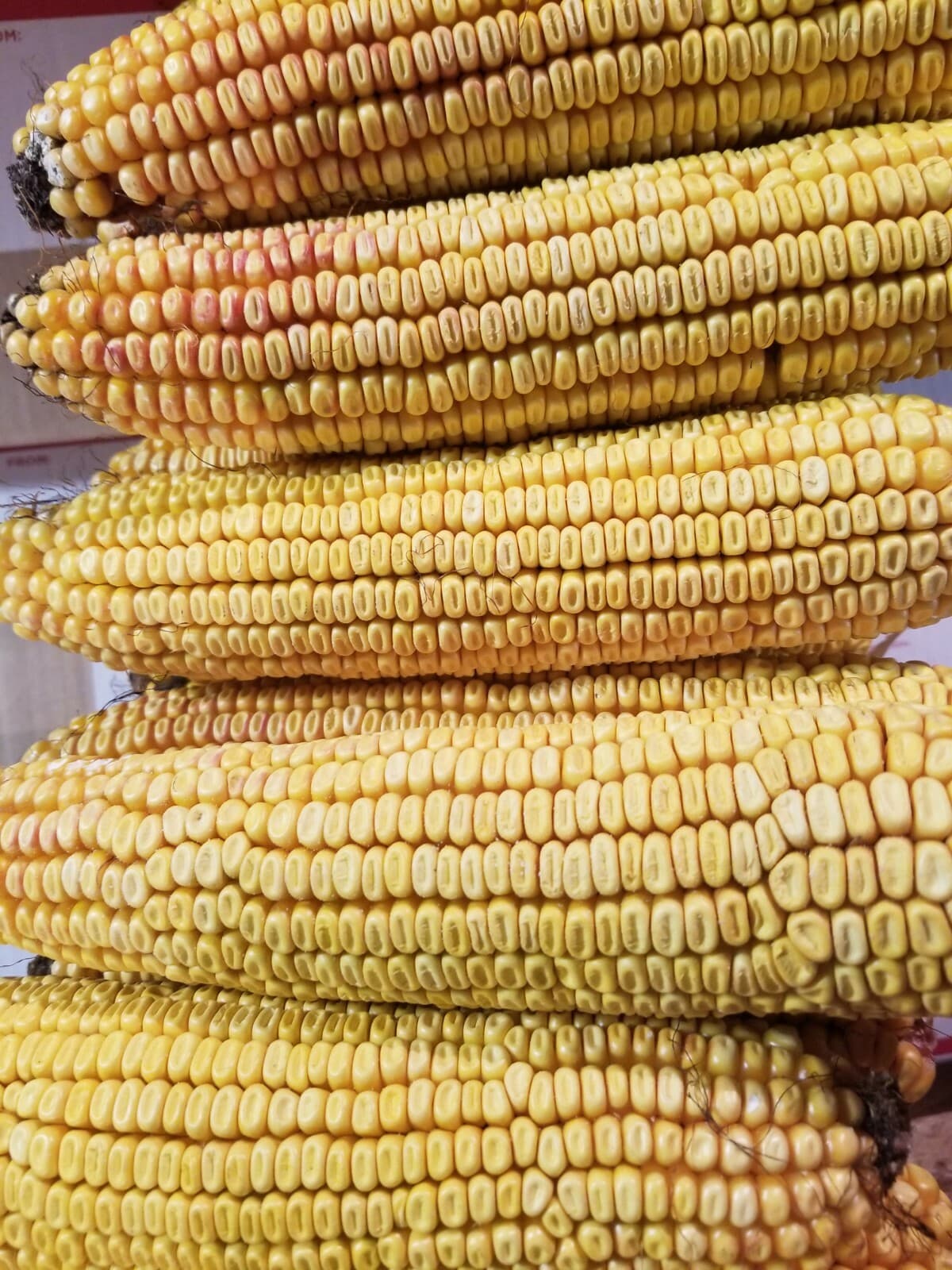 Cob Corn For Wildlife! Organic Amish picked!(20 Cobs) 4