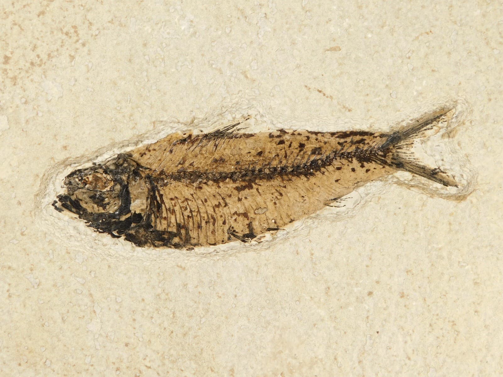 FISH Fossil With a TREE Branch Fossil in BIG Matrix From Wyoming 1641gr 4