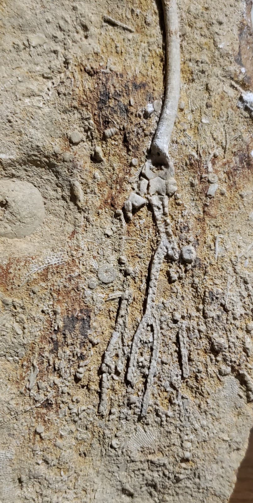 Large Fossil Crinoids on Mississippian Plate from Franklin Co,Northern  Alabama  3