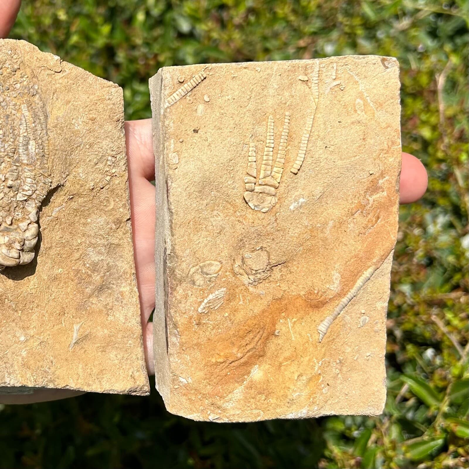 Crinoid Fossils in Matrix LOT OF 2 Alabama Bangor Limestone Formation 3