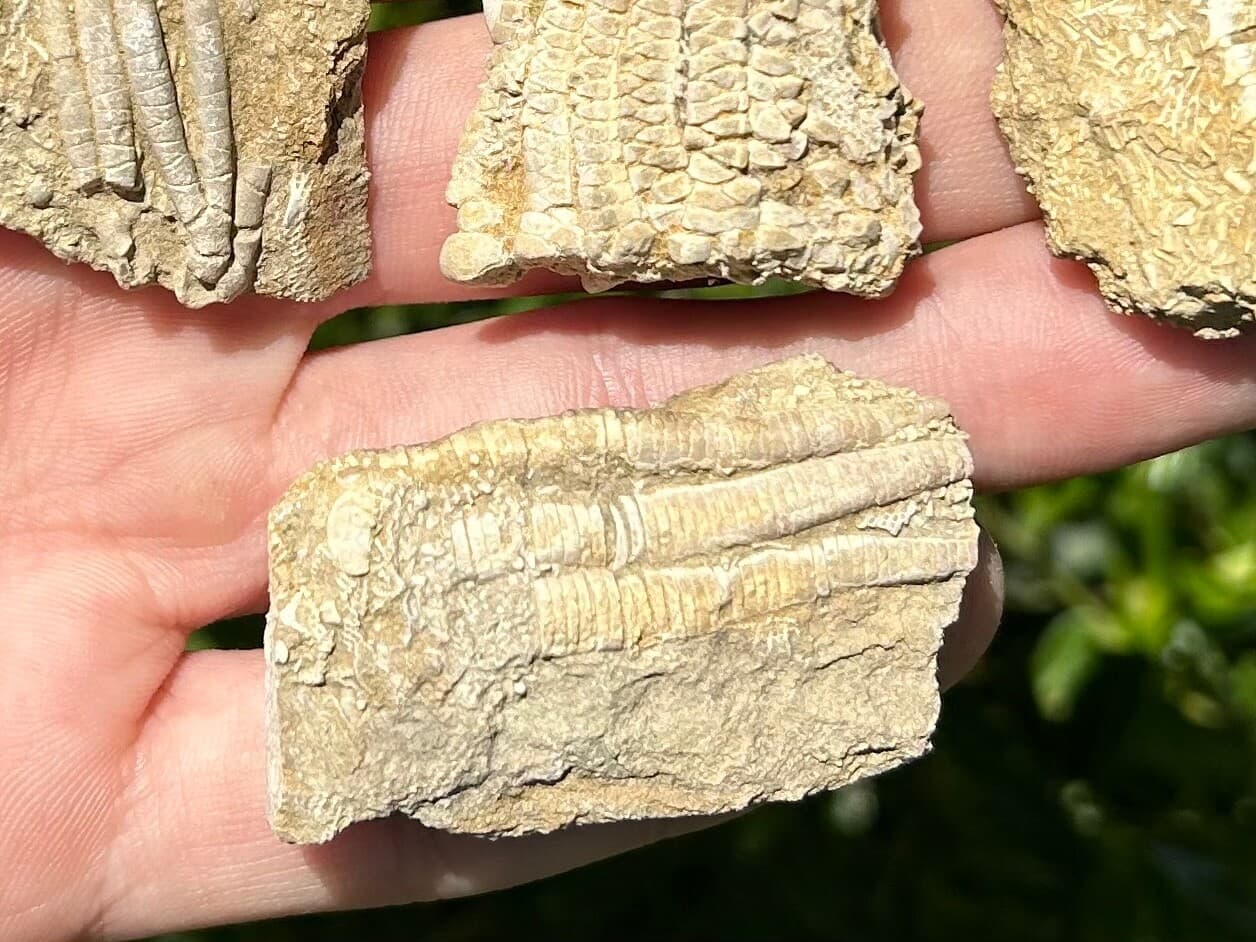 Crinoid Fossils LOT OF 4 Alabama Bangor Limestone Formation 3