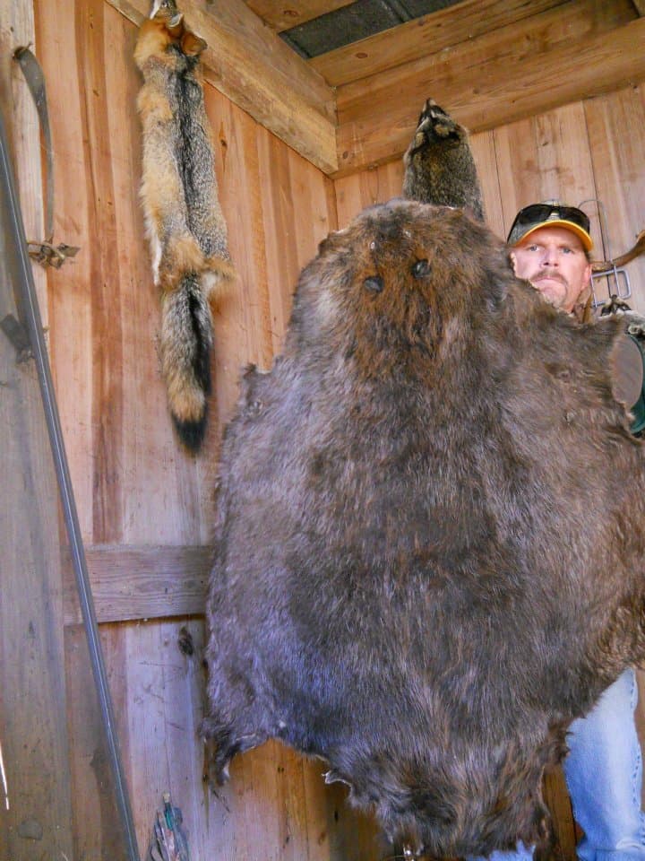 Beaver Lure- w/Castor Gland 1oz. bottle! Traps &Trapping 2