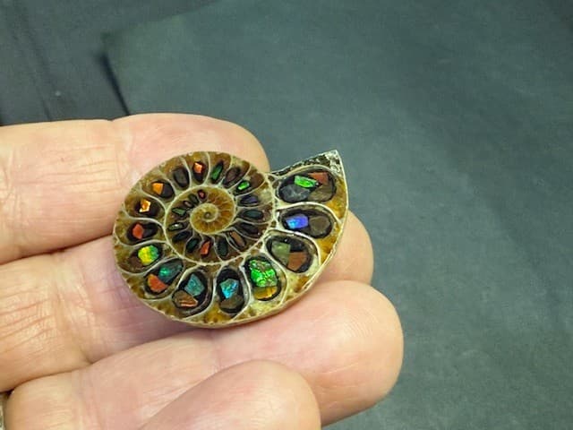 SPECTACULAR RARE,AMMOLITE(CANADA) INLAY IN FOSSIL AMMONITE(MADAGASCAR)SEE VIDEO! 6