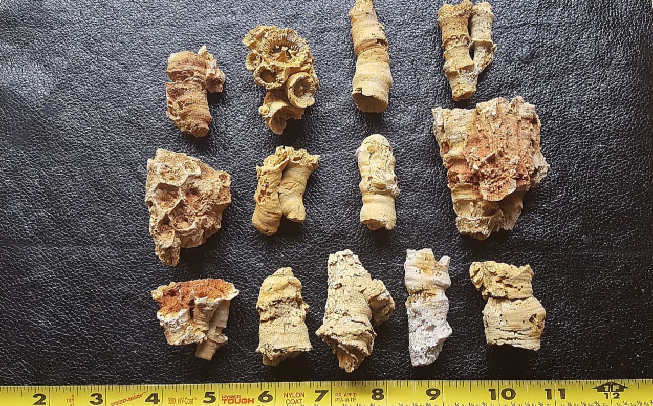 13 Horn Coral Fossils Cheatam Co TN Specimens 2