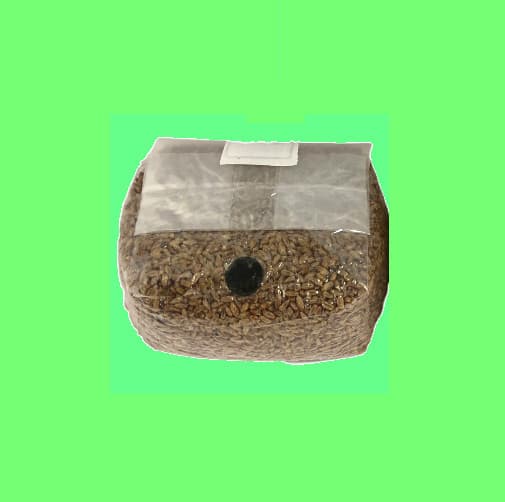 3 lb sterilized rye berry grain mushroom grow bag with injection port