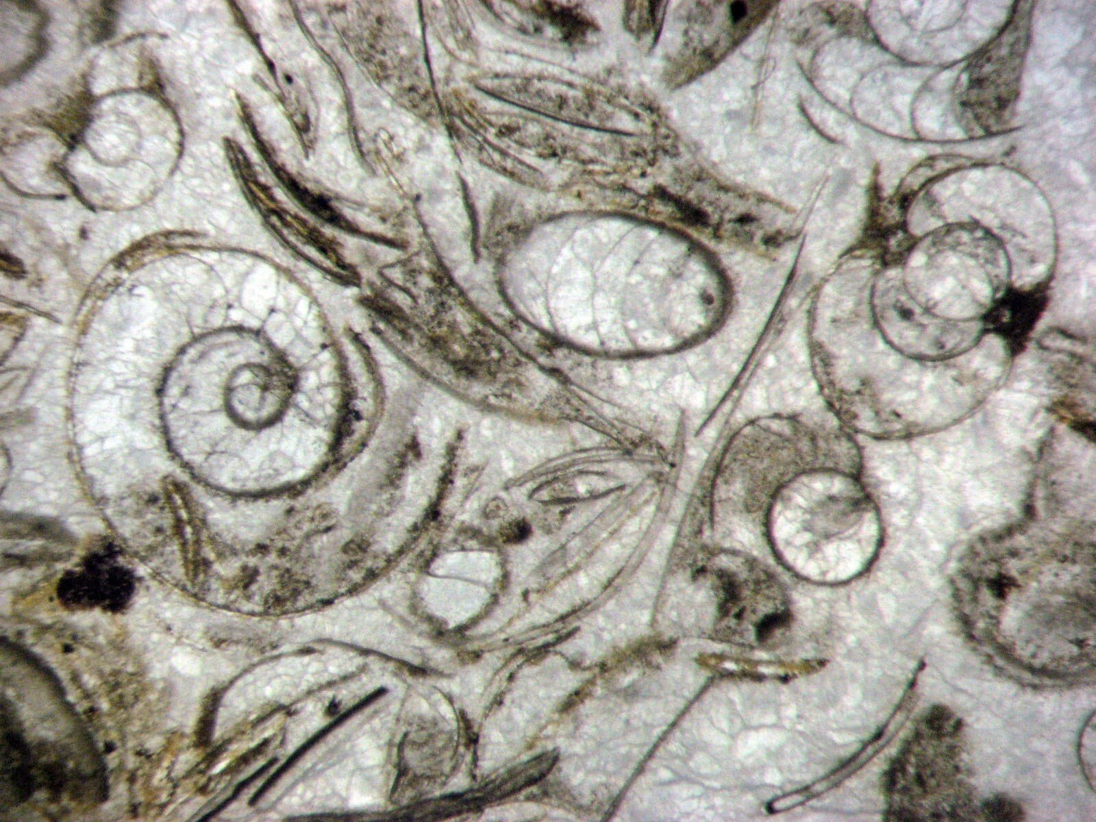 Fossil thin section Devonian Goniatite ammonite bed Hamar Laghdad Morocco 1/bid 3