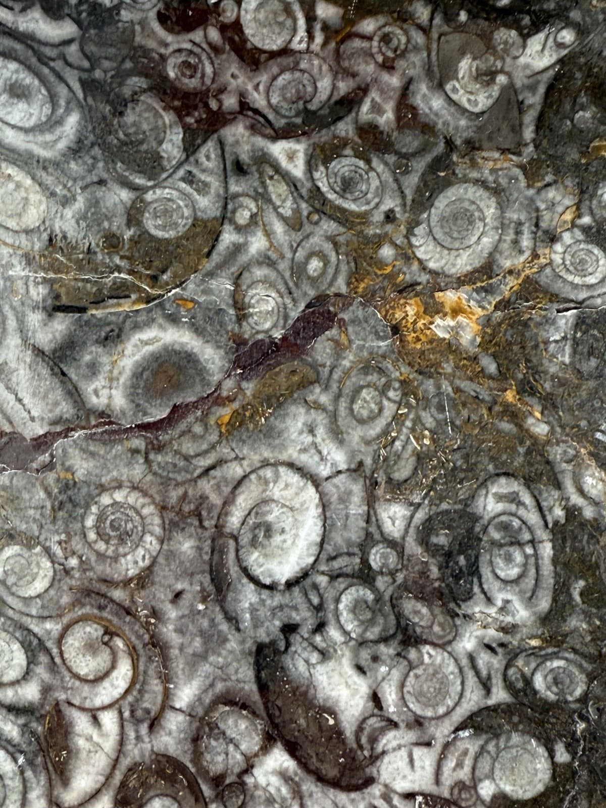 11.5”x9” Hand Carved Fossil Plate Orthoceras & Ammonite Fossil 400 Mil Yrs. 5