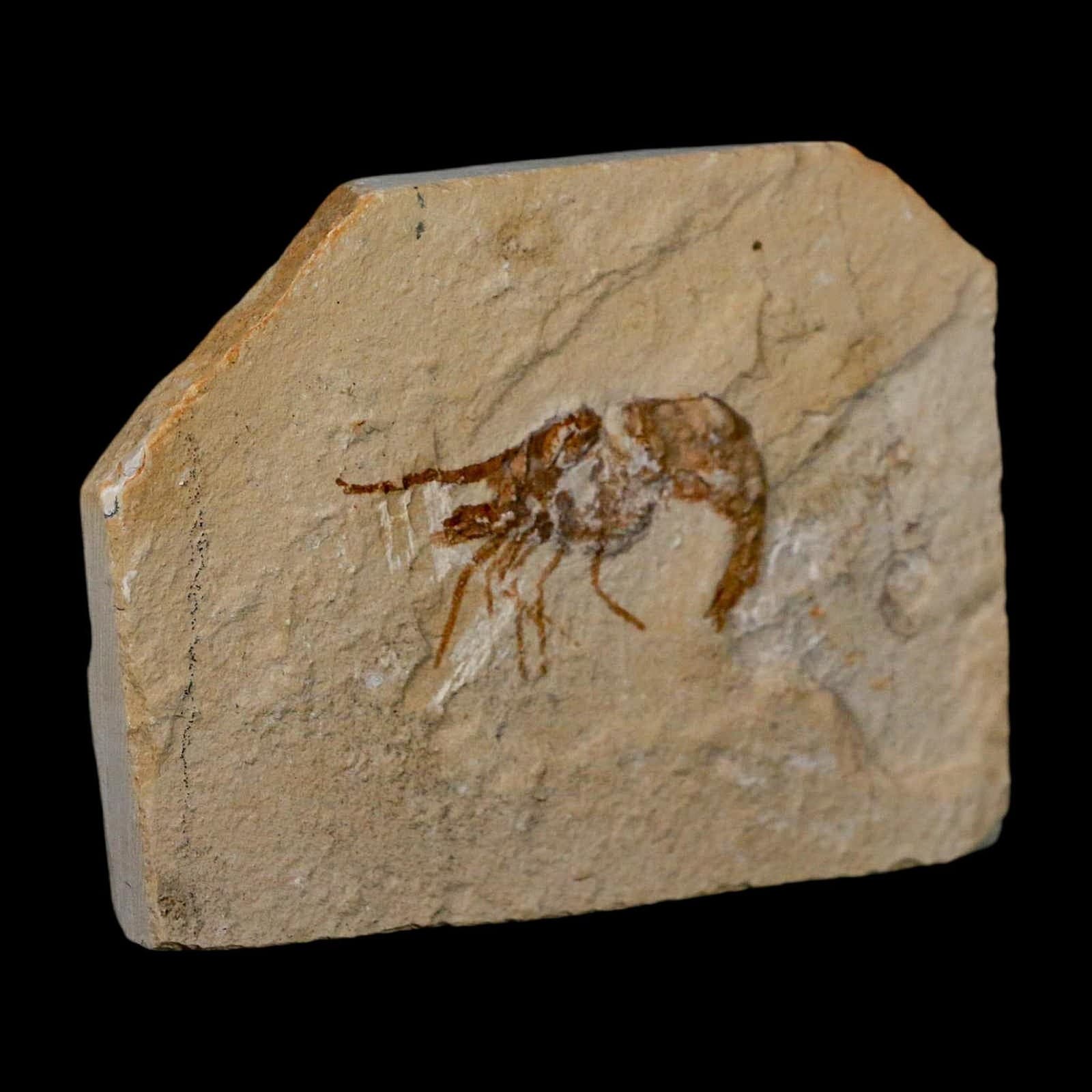 1.6" Fossil Shrimp Carpopenaeus Cretaceous Age 100 Mil Yrs Old Lebanon COA 4