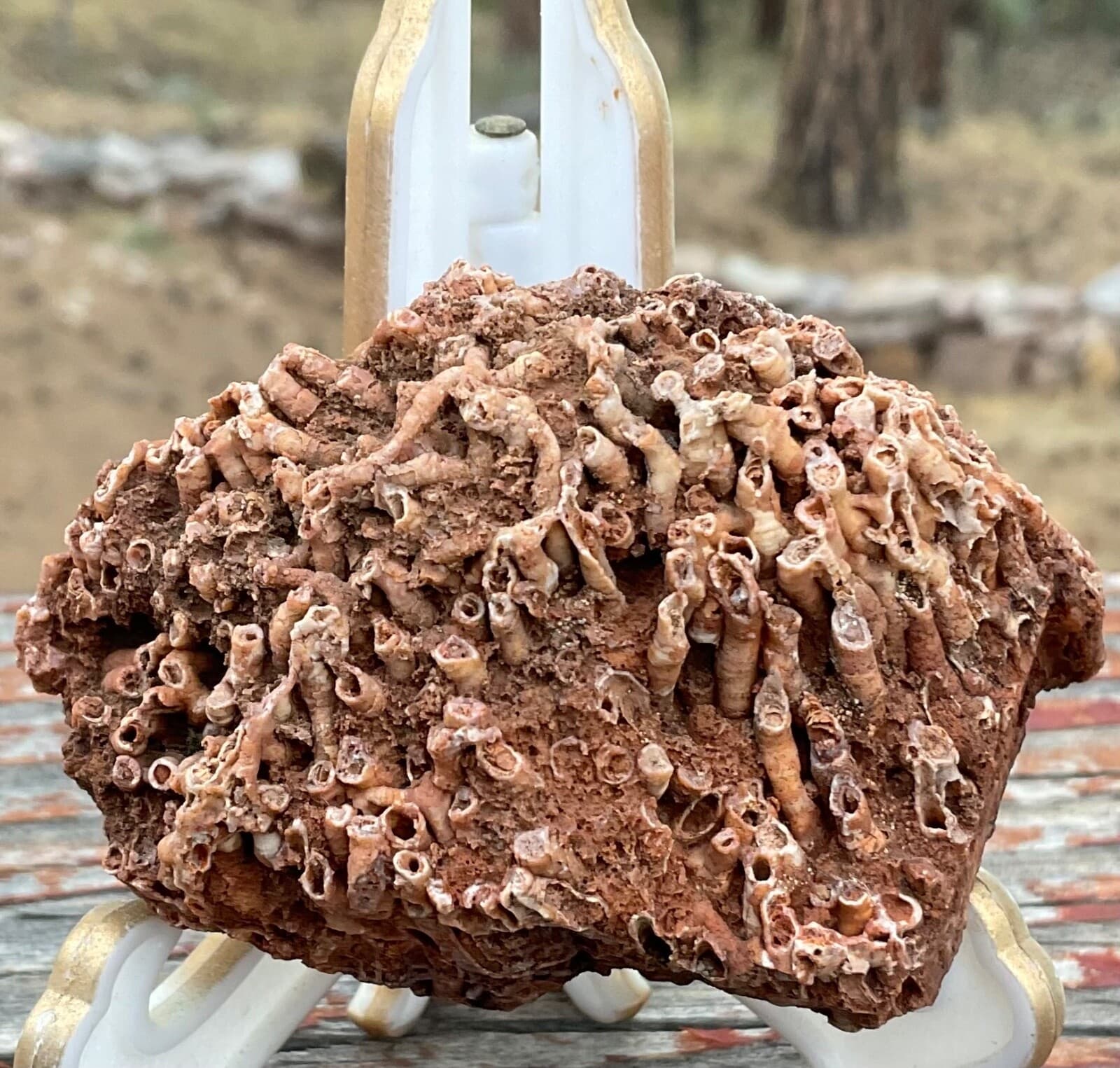 Fossil Tubes in Matrix - Ancient Sea Life - Payson Arizona 3” X 2” 3