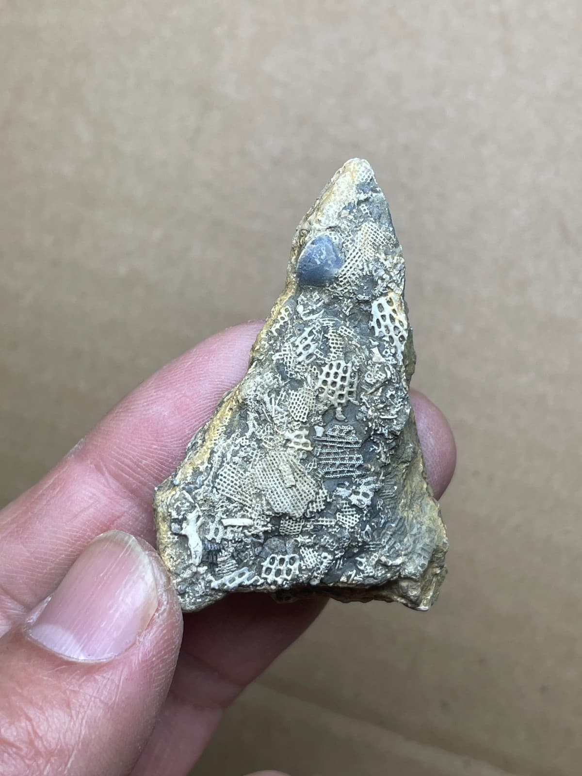 24g bryozoan Marine organisms Geologic rock specimen from Cambrian Period 5