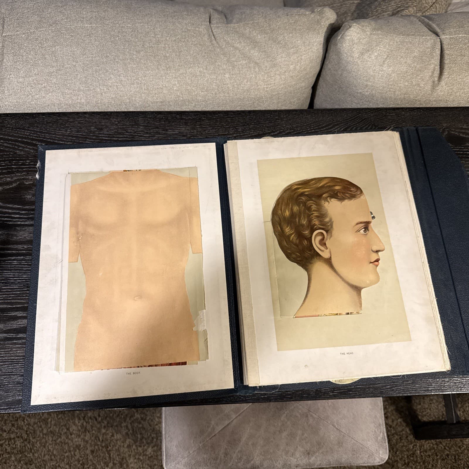 Embalmer's Anatomical Aid, late 19th century 2