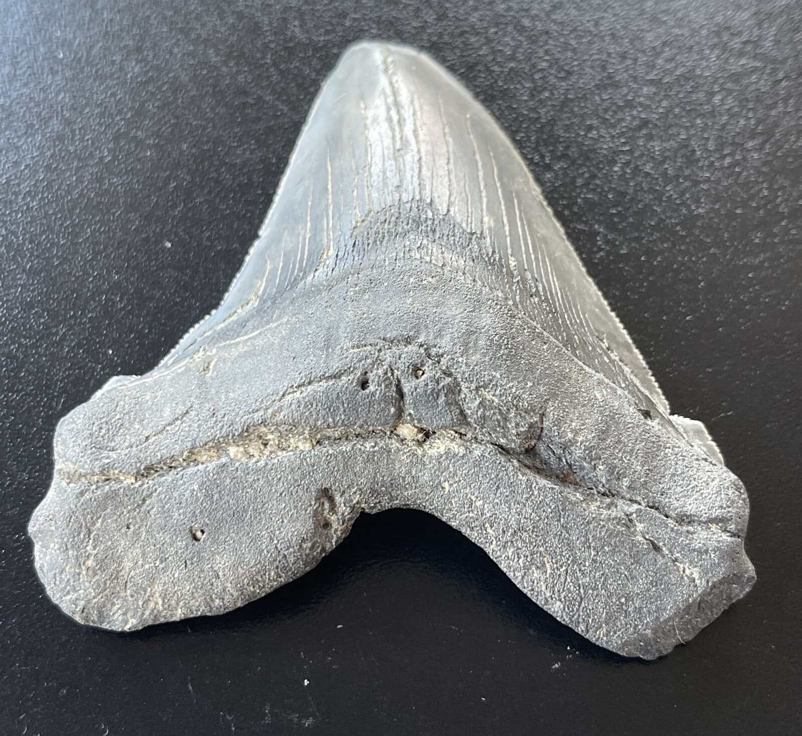 XXL Fossilized Angustidens Shark  Tooth 5