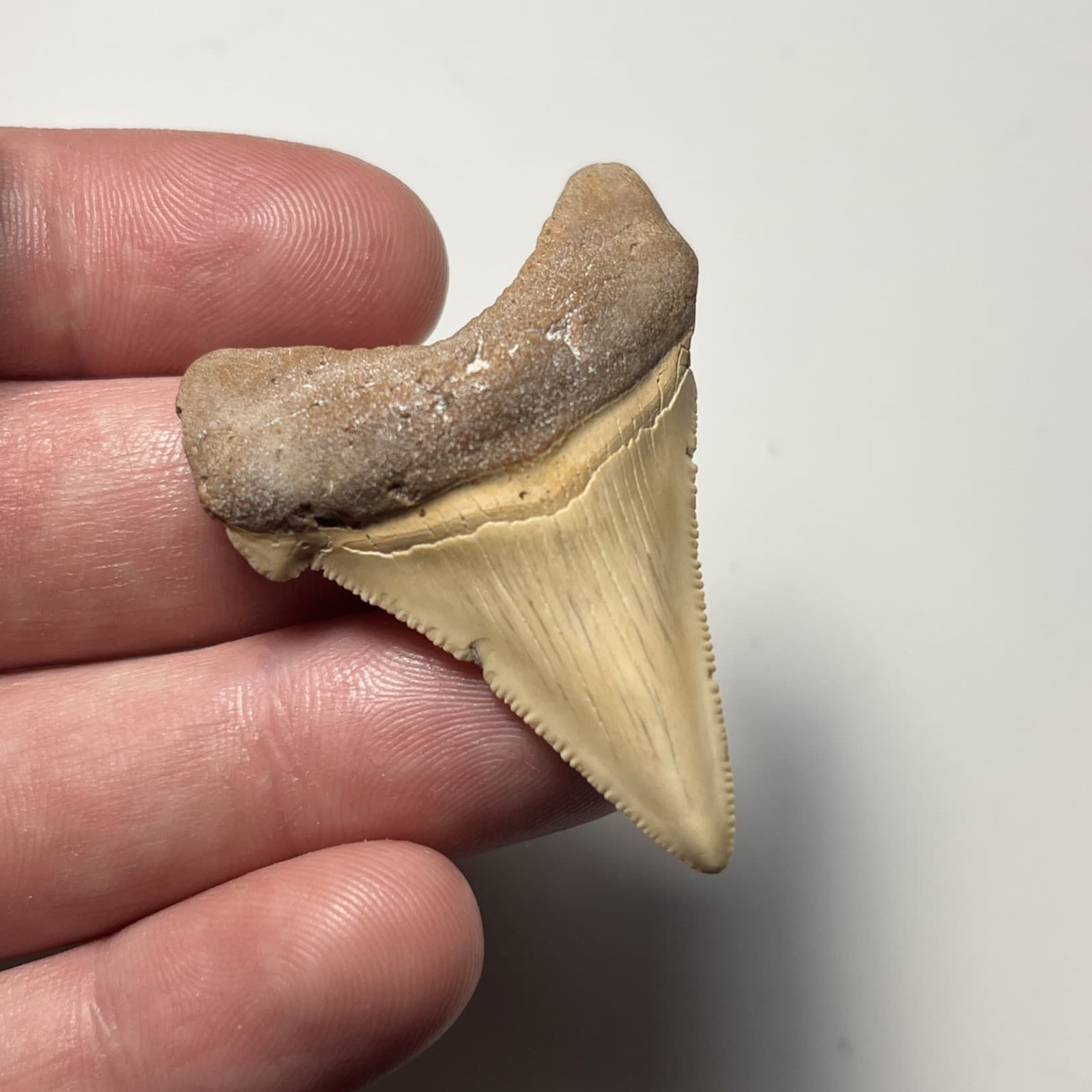 2.05” FEEDING DAMAGE ANGUSTIDENS SHARK TOOTH FOSSIL SUMMERVILLE, SC 2