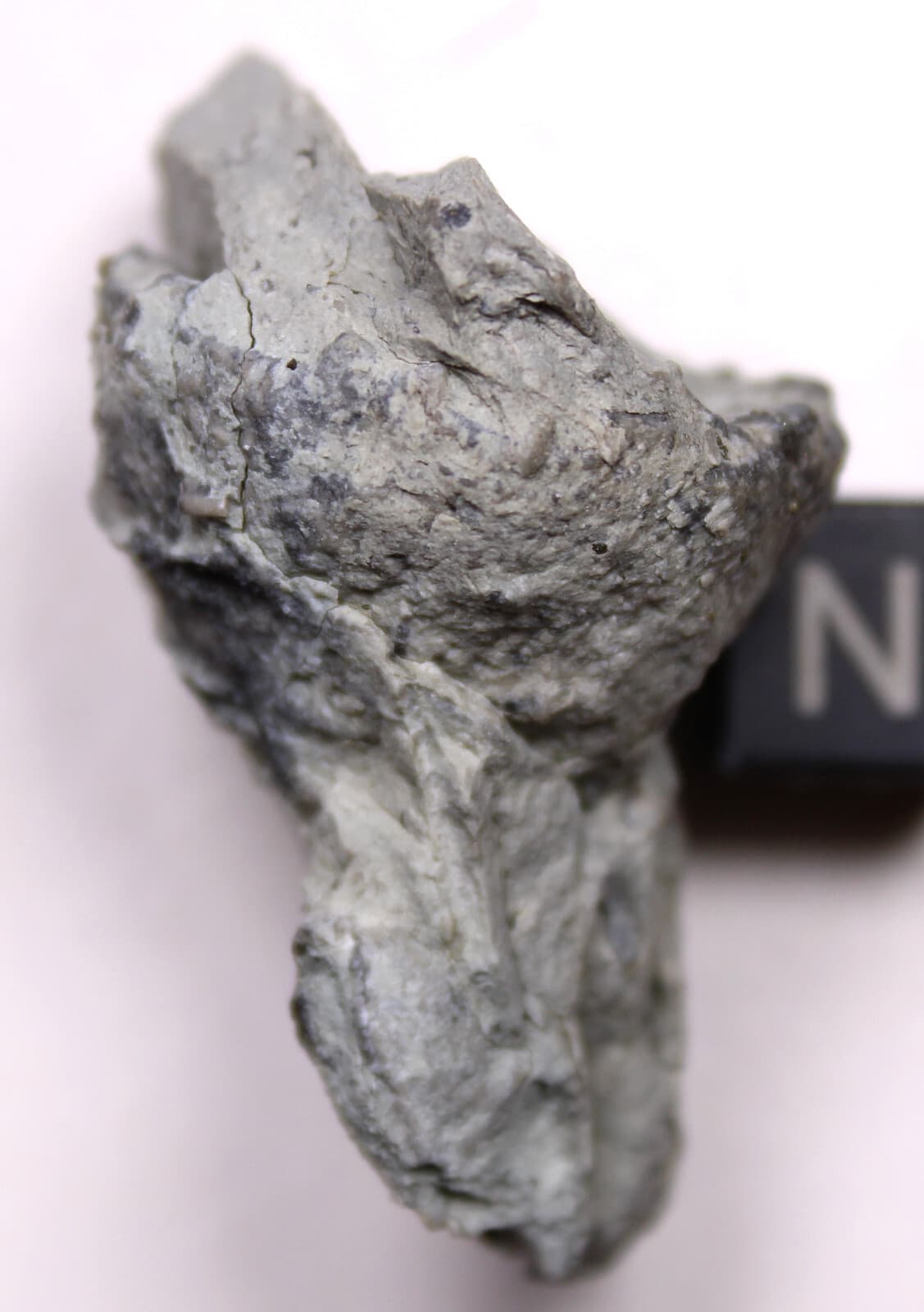 Eucalyptocrinites eldrodi Silurian Crinoid Calyx Waldron Shale Indiana Fossil 3