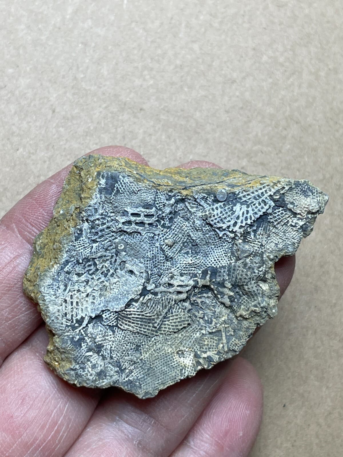 22g Bryozoa specimen from Carboniferous
