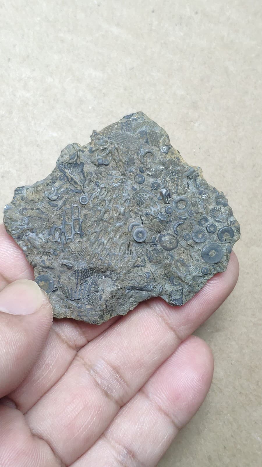 28g bryozoan Marine organisms Crinoid stem specimen from Cambrian Period 2