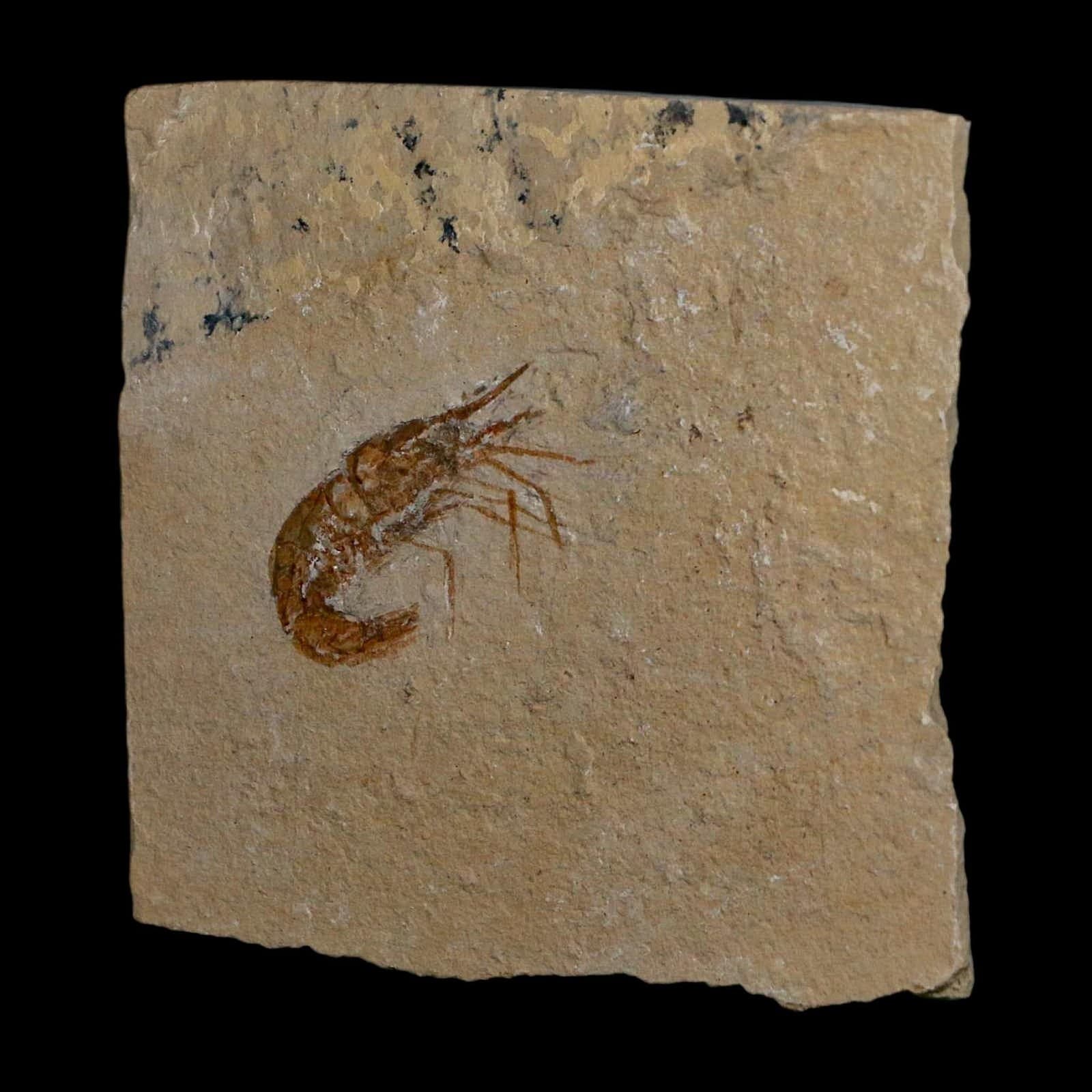 1.4" Fossil Shrimp Carpopenaeus Cretaceous Age 100 Mil Yrs Old Lebanon COA 5