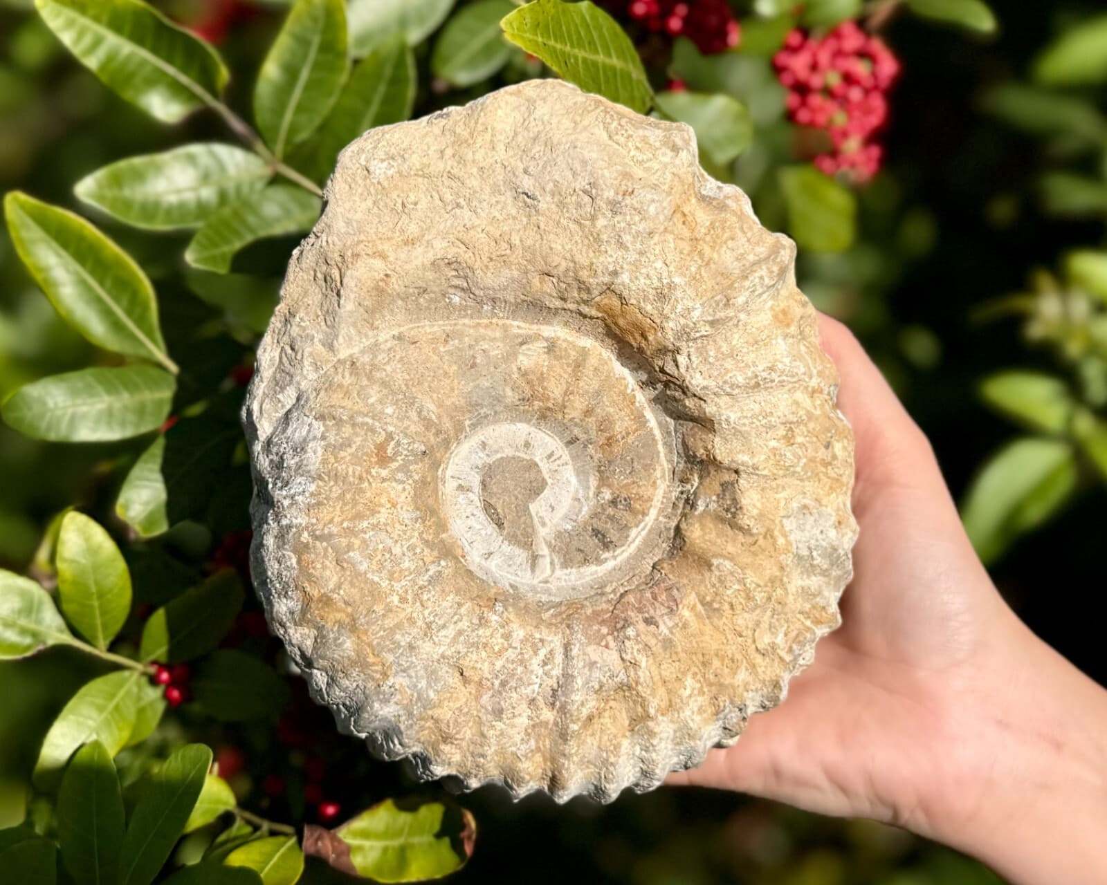 Jumbo Natural Ammonite Fossils From Morocco, 4 - 5" Raw Ammonite Specimens 5