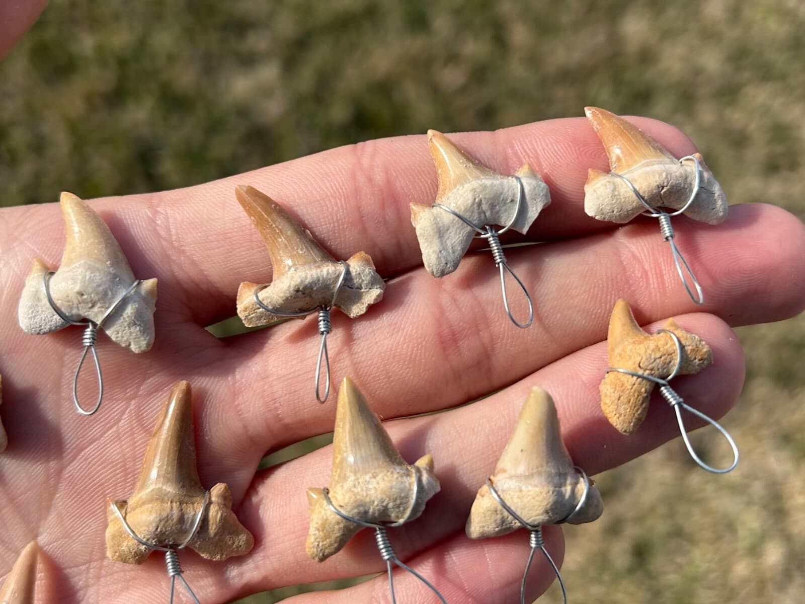 Fossil Sharks Teeth Wire Wrapped 10 PER PURCHASE Morocco Shark Tooth Cretaceous 2