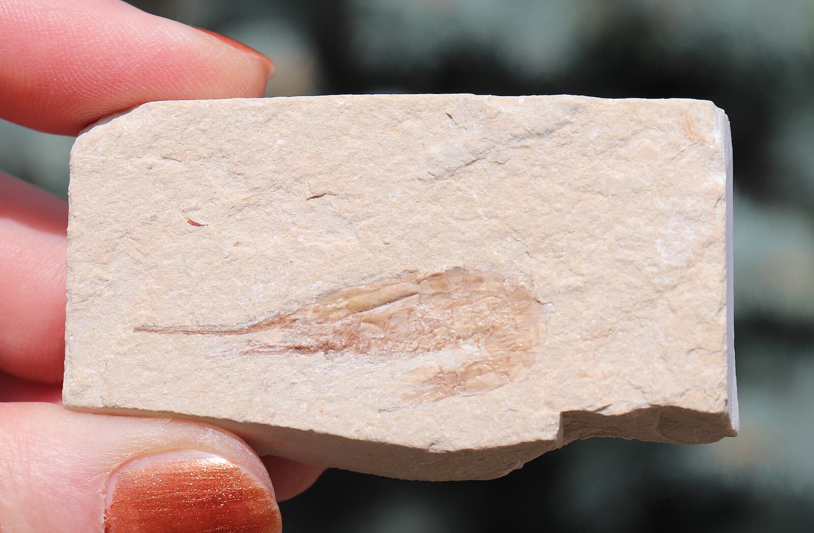 Fossil Shrimp From Solnhofen Germany  150 MILLION YRS OLD 6.5 Cm's  JURASSIC