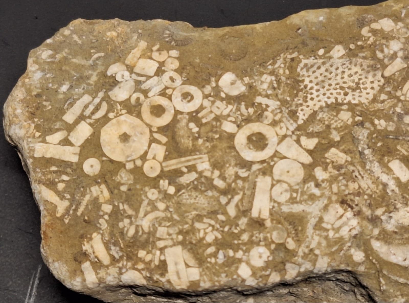 Fossil Hash Plate Brachiopod Coral Crinoid In Limestone Devonian Period Michigan 6