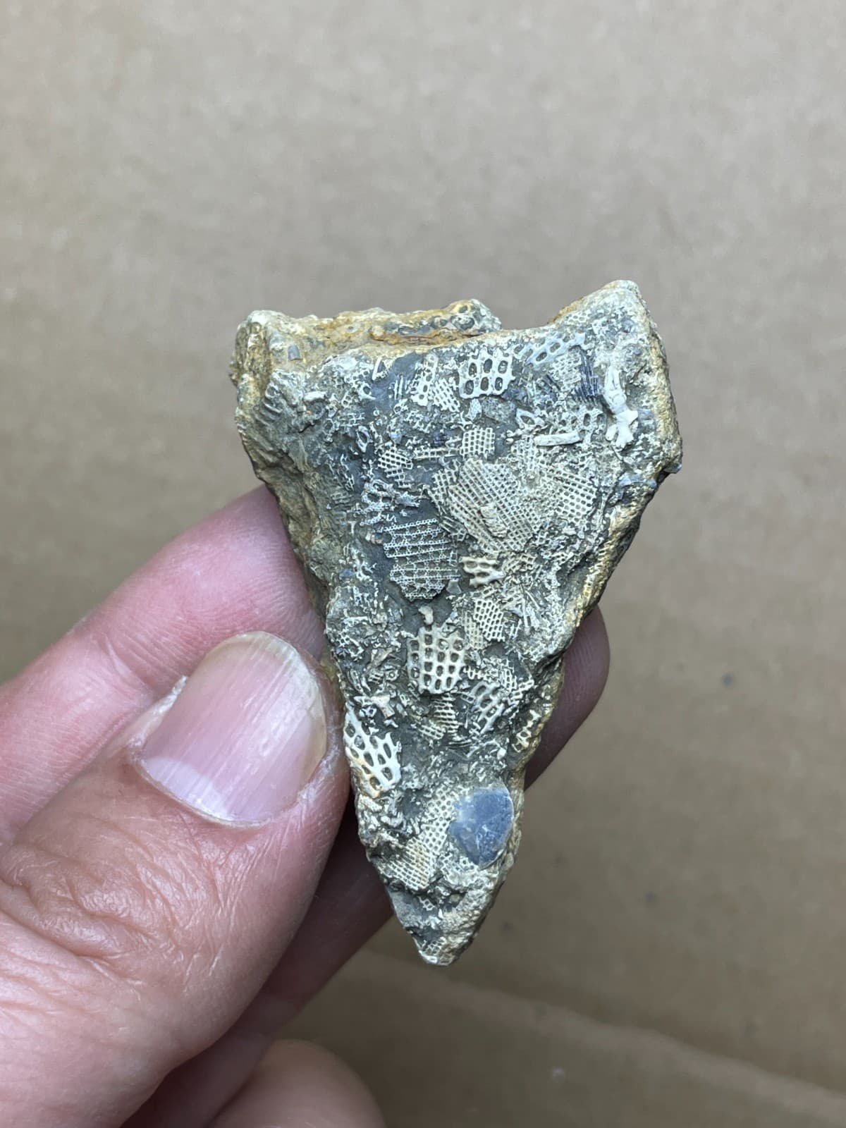 24g bryozoan Marine organisms Geologic rock specimen from Cambrian Period 6