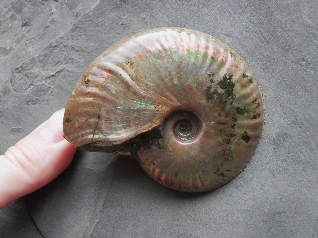 Triassic Fossil Ammonite Plate: Exquisite Piece 3