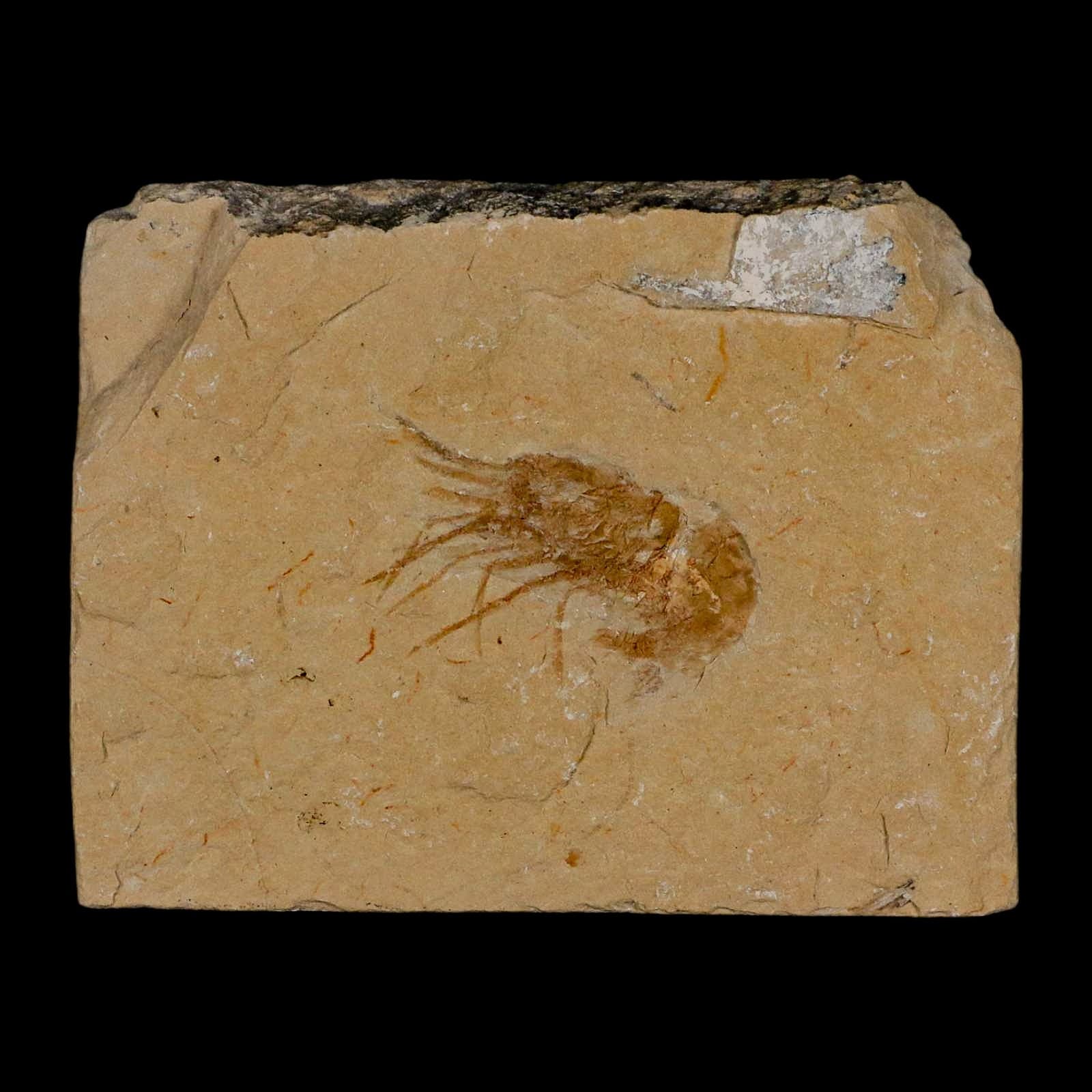 1.4" Fossil Shrimp Carpopenaeus Cretaceous Age 100 Mil Yrs Old Lebanon COA 2