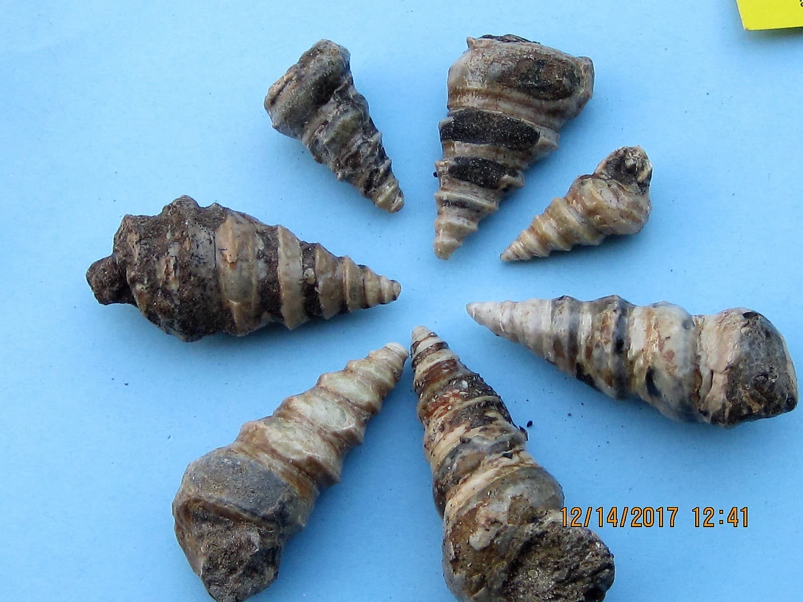 FIVE GASTROPOD FOSSIL CRETACEOUS PERIOD 3