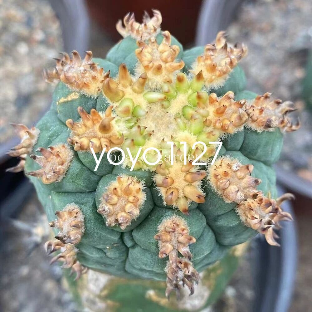 Gymnocalycium spegazzinii v.unguispinum Succulent Cacti Cactaceae Cactus 4-6CM 2