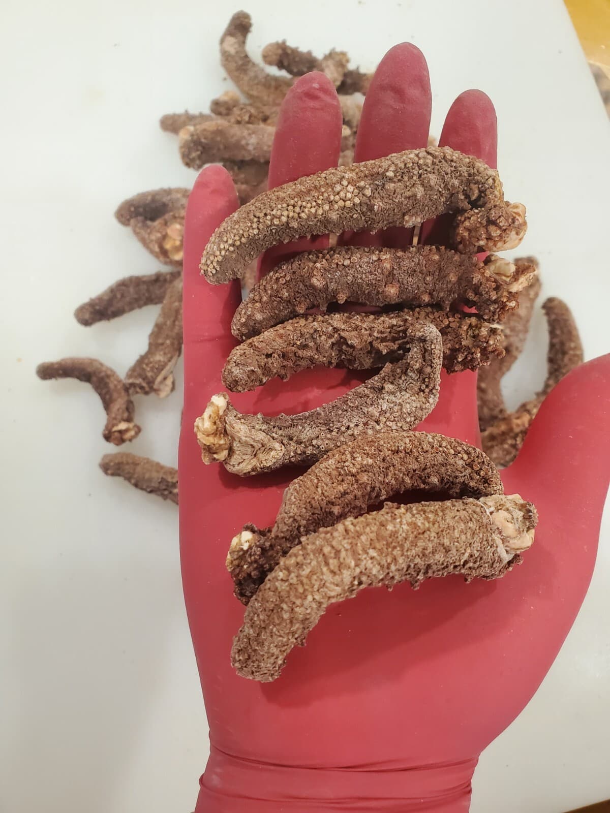 Dried Wild Red Alaska Sea Cucumber Ocean Run 1 LB (Small, Medium) 3