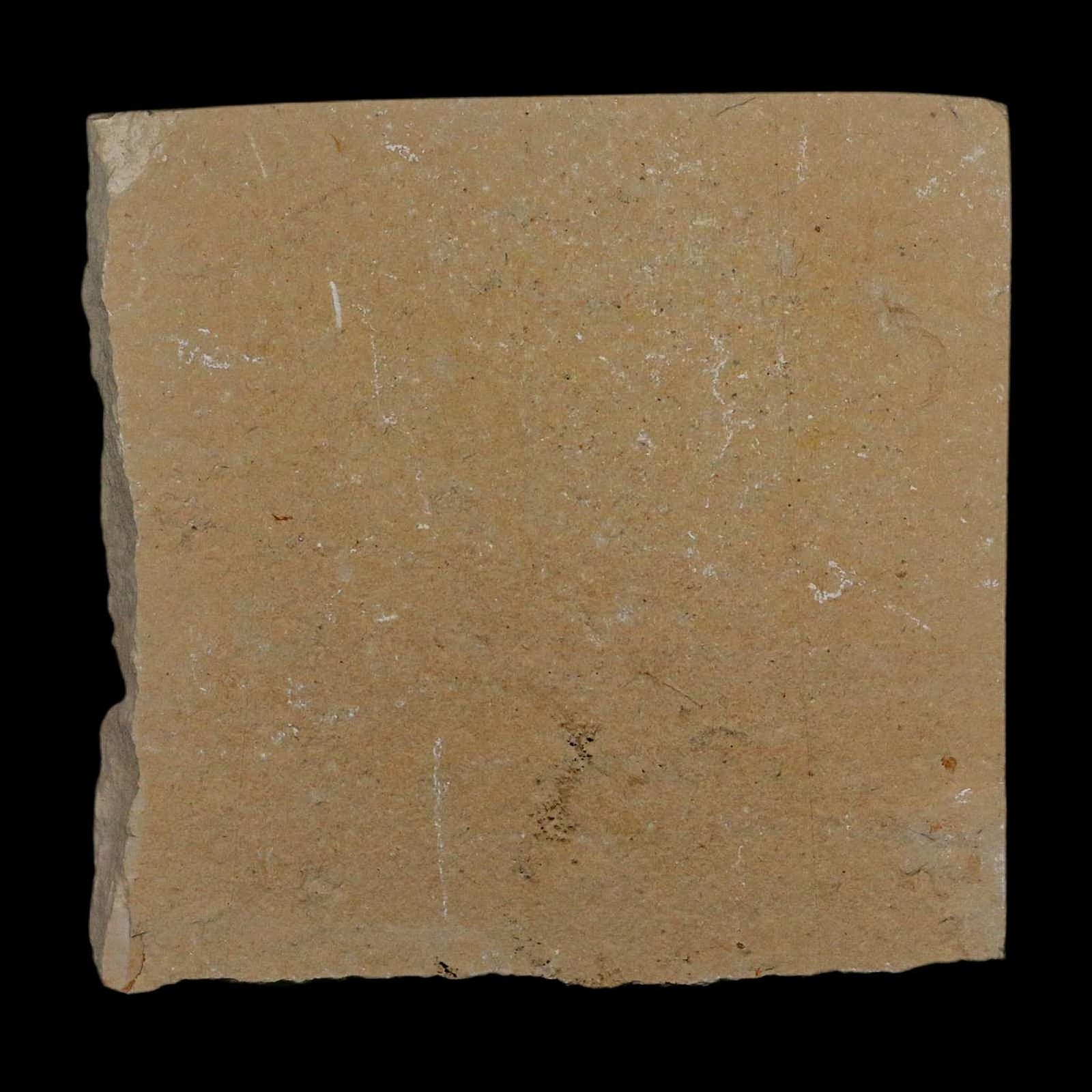 1.4" Fossil Shrimp Carpopenaeus Cretaceous Age 100 Mil Yrs Old Lebanon COA 6