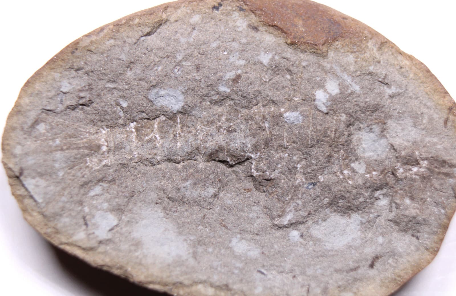 Mazon Creek Acanthotelson stimpsoni Syncarid Shrimp Fossil Carboniferous IL 2