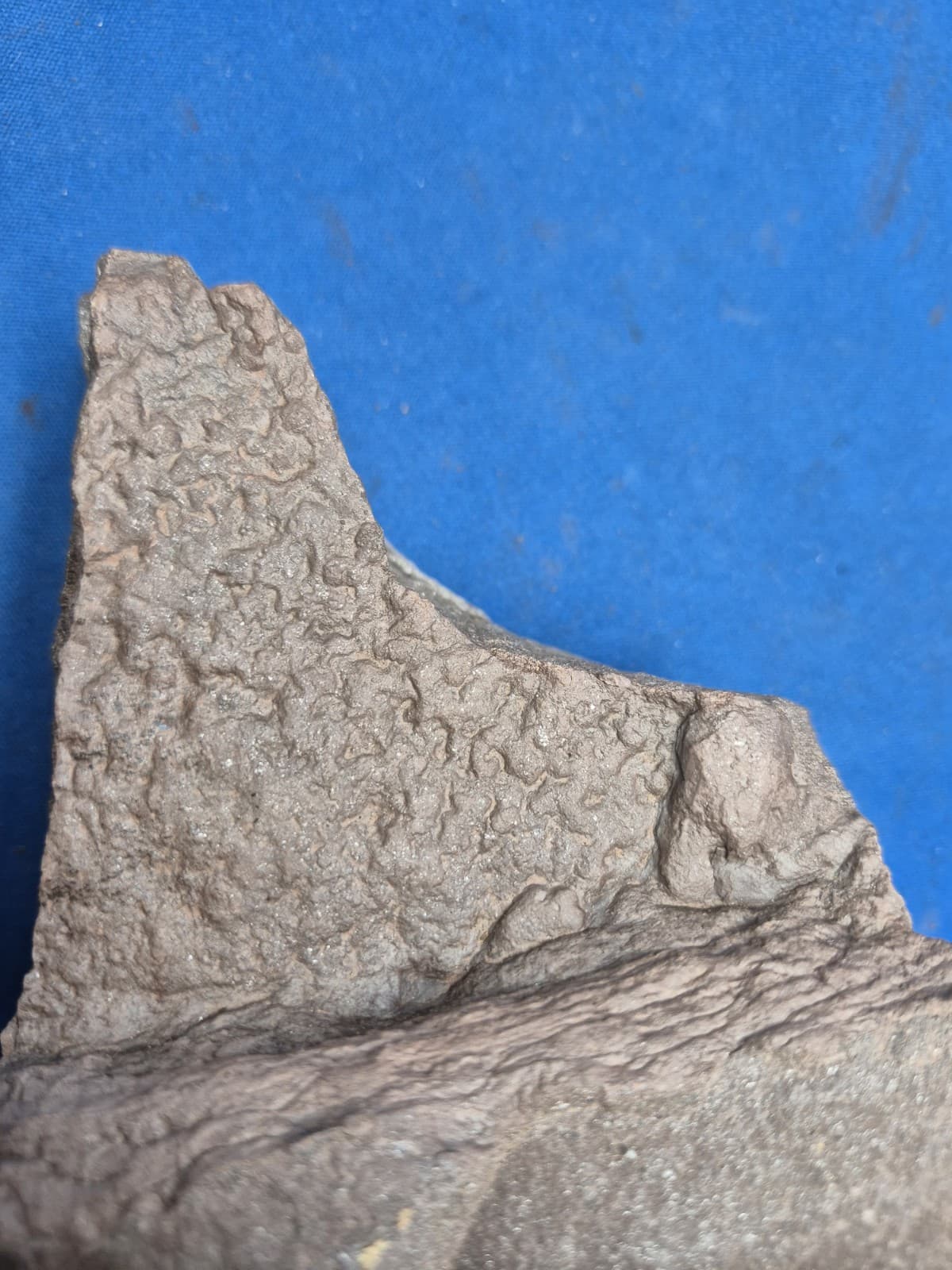 RARE Sponge-like Animal Fossils 2