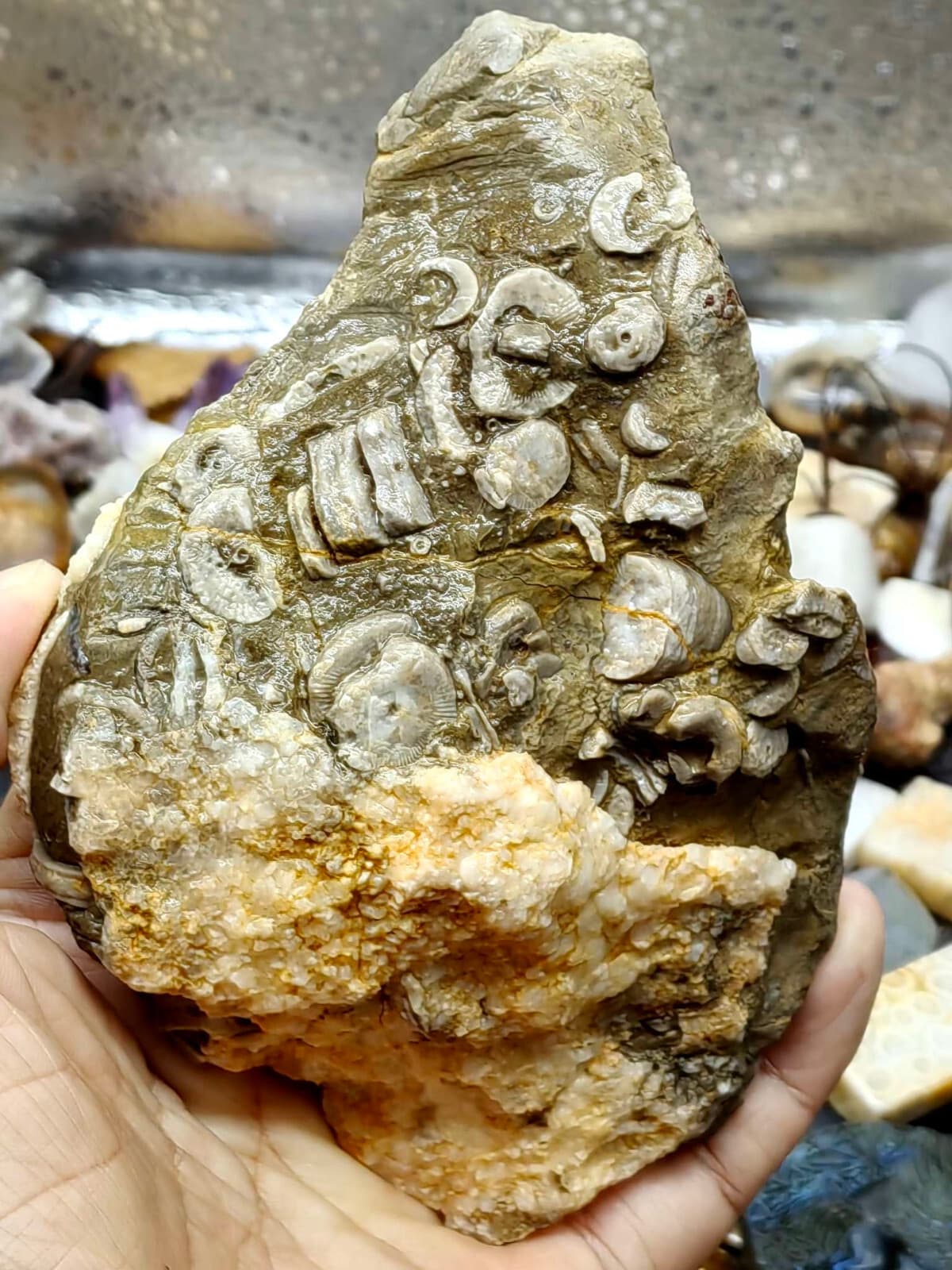 Natural Devonian prehistoric Jurassic biota crinoids Fossils 4