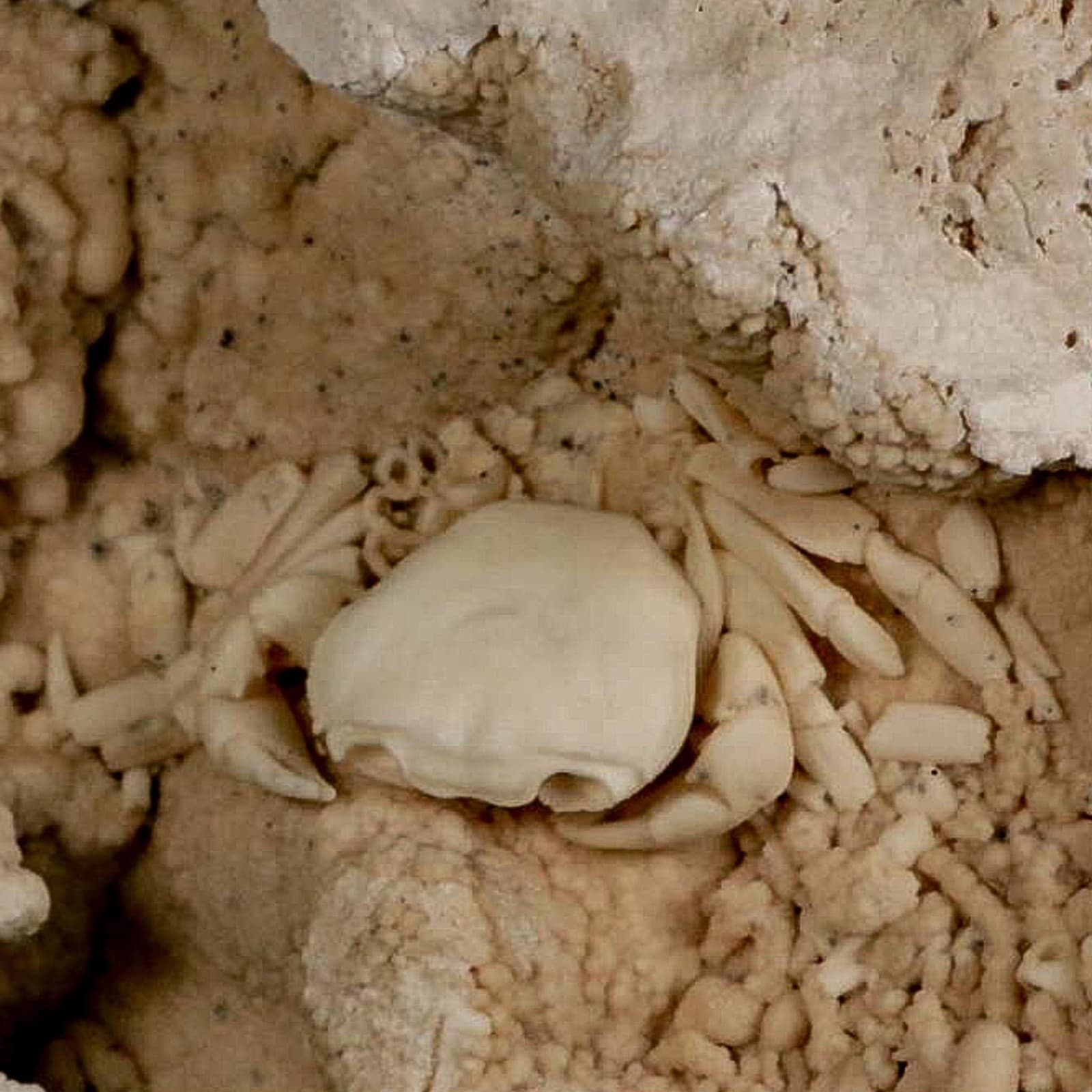 2.2" Potaman Sp Fossil Freshwater Crab In Travertine Denizli Basin Southwest