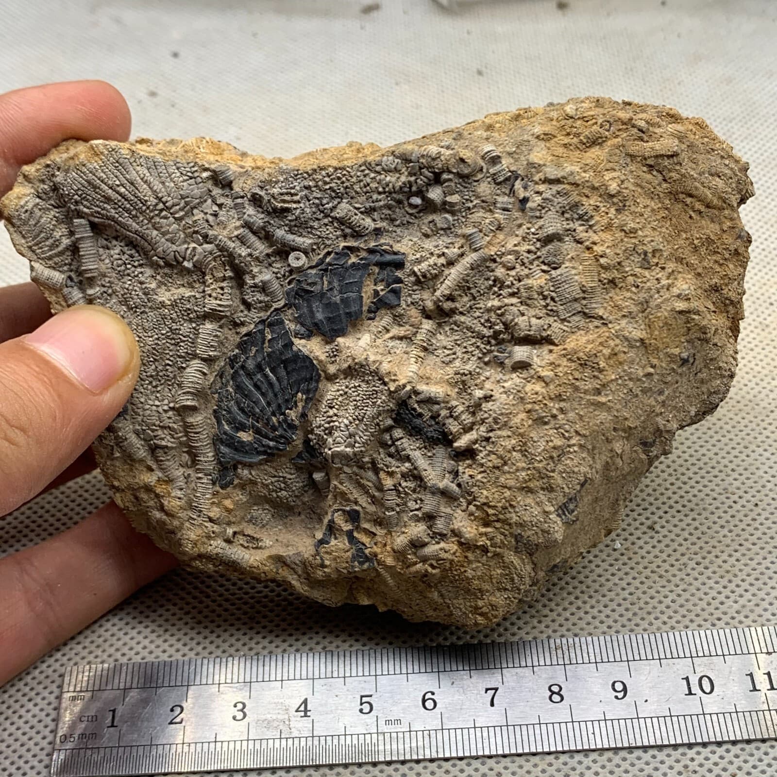 380 grams of fossils of crinoid from the Guanling Biota in Guizhou 4