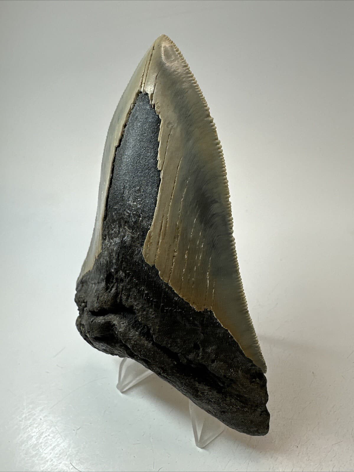 Megalodon Shark Tooth 4.55 inch - Authentic - Serrated Fossil - Carolina 18669 2
