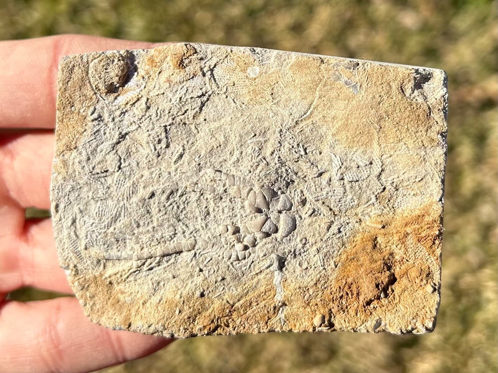 Phacelocrinus Crinoid Fossil in Matrix Alabama Bangor Limestone Formation 3