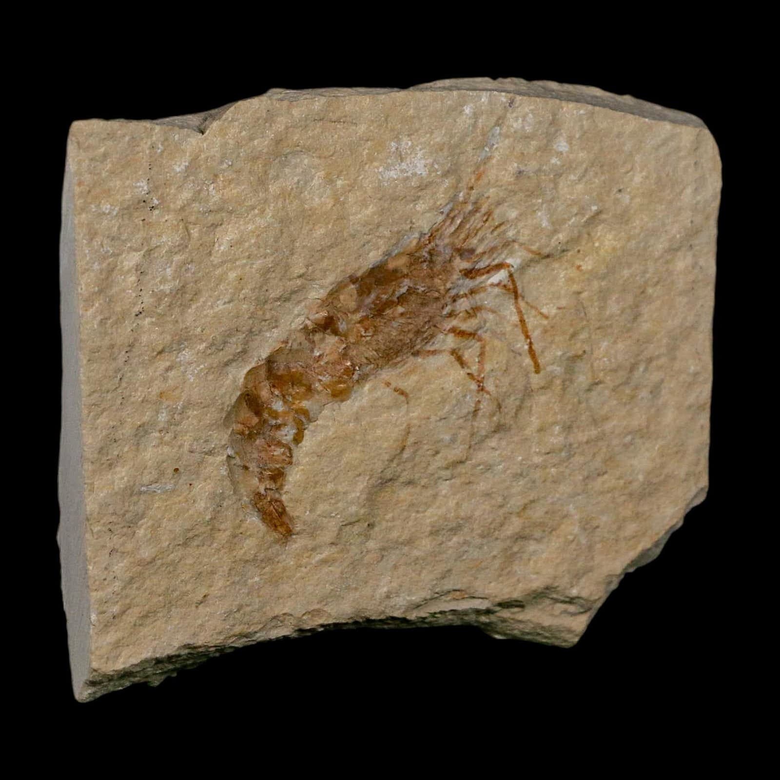 1.7" Fossil Shrimp Carpopenaeus Cretaceous Age 100 Mil Yrs Old Lebanon COA 4