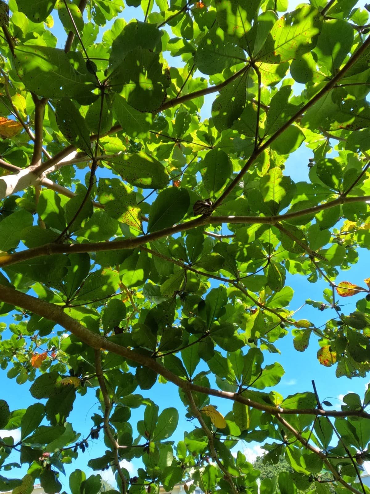 Cattapa Indian Almond Leaves from Caribbean 40 dry leaves 4