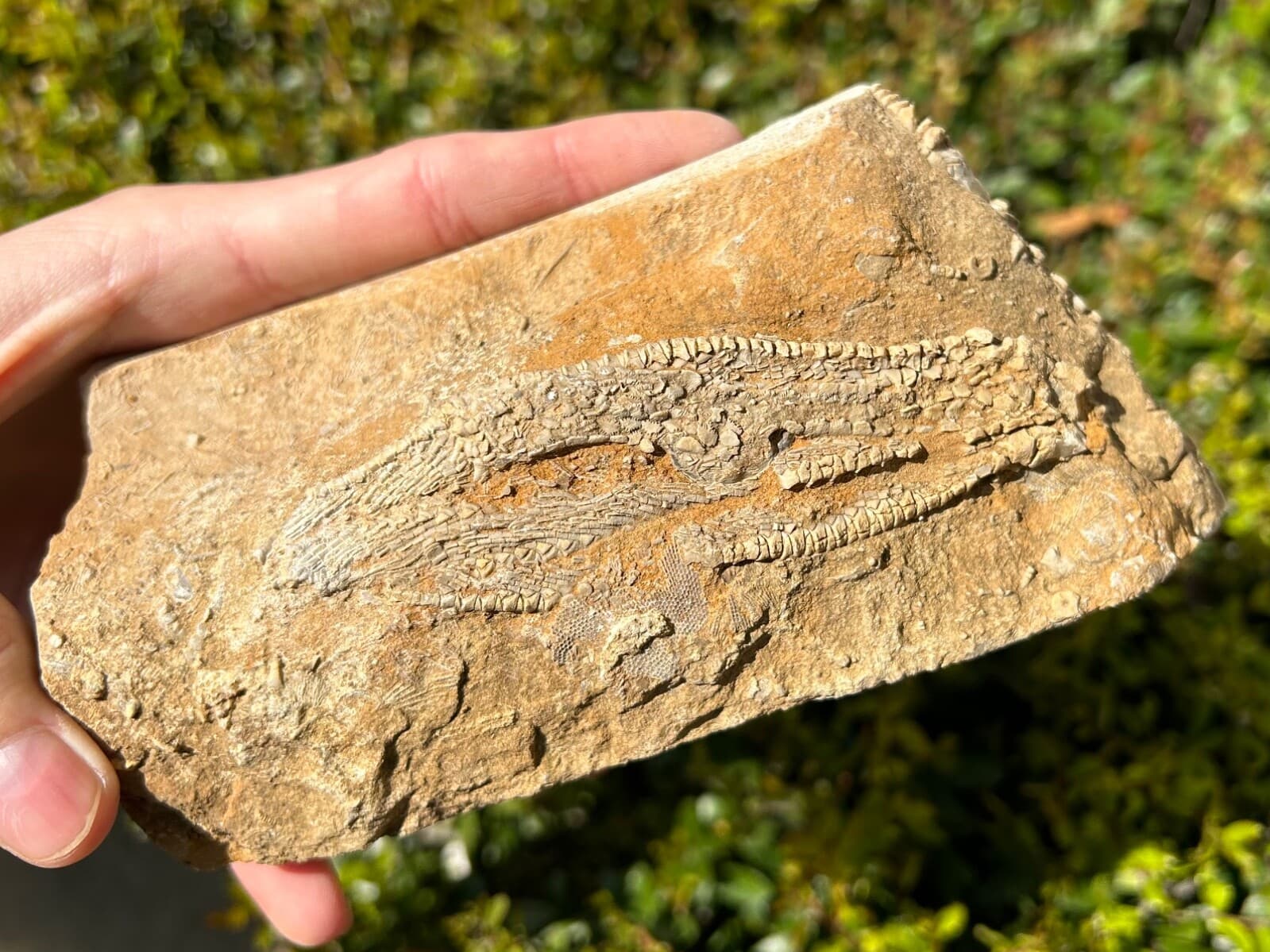 Alabama Fossil Crinoid in Matrix Phacelocrinus Bangor Limestone Formation 2