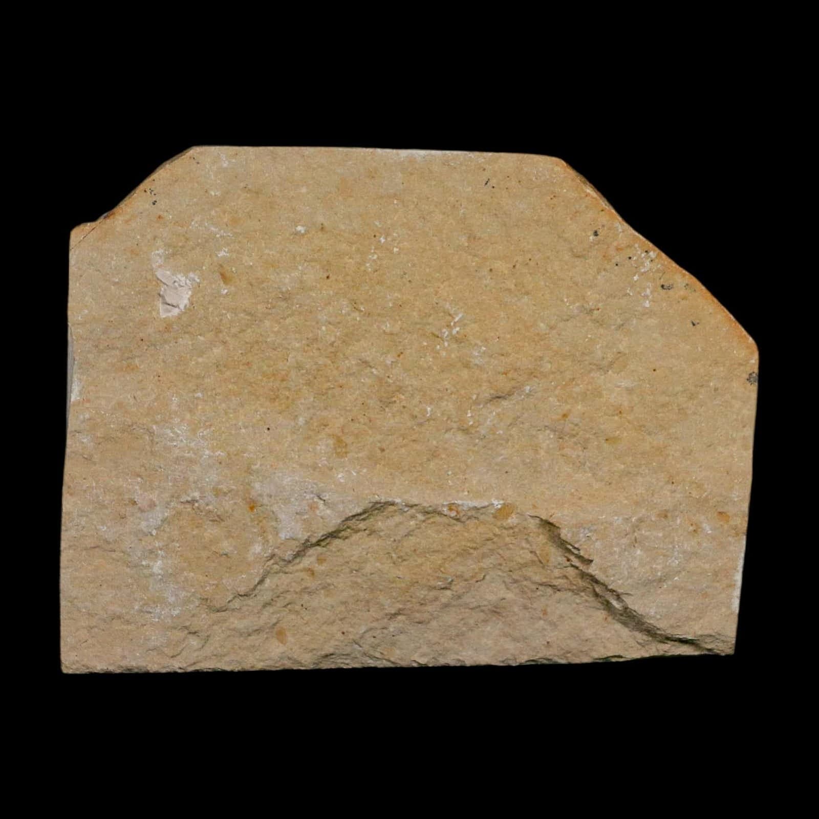 1.6" Fossil Shrimp Carpopenaeus Cretaceous Age 100 Mil Yrs Old Lebanon COA 6