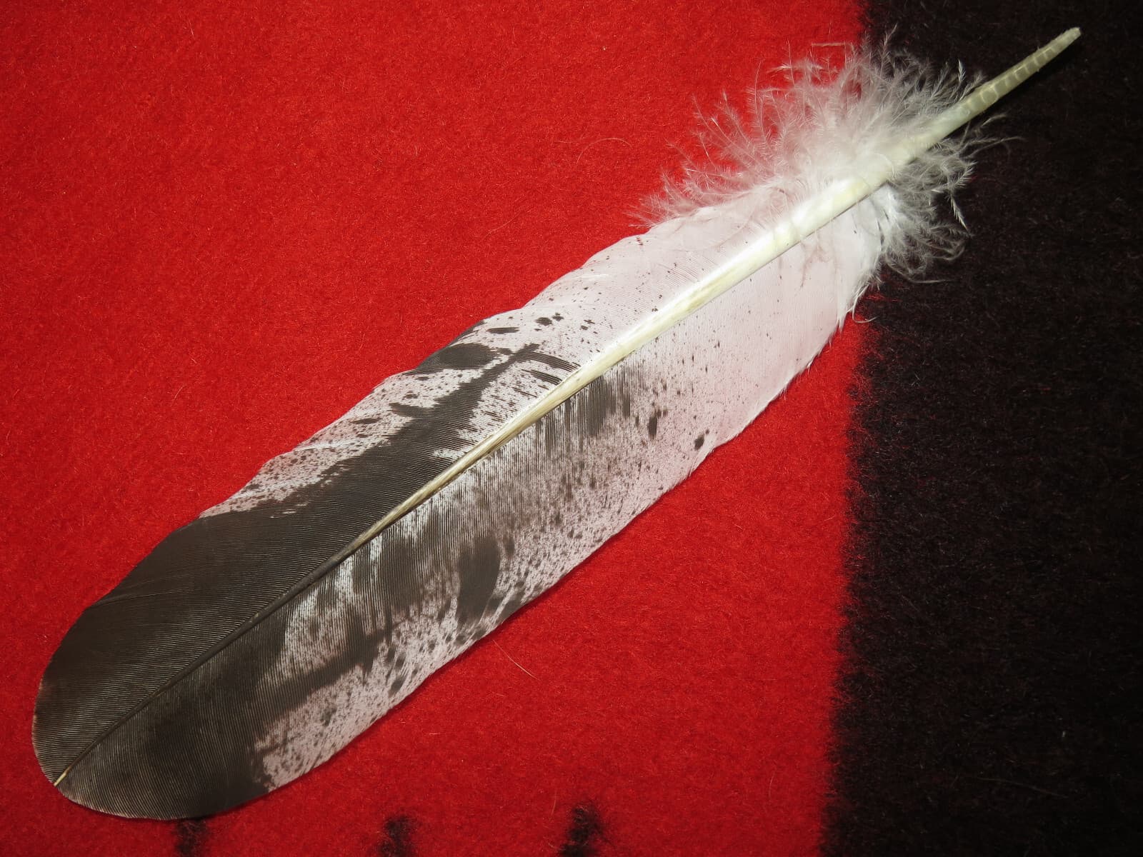 Native American made Immature Golden Eagle Feather, hand painted feathers