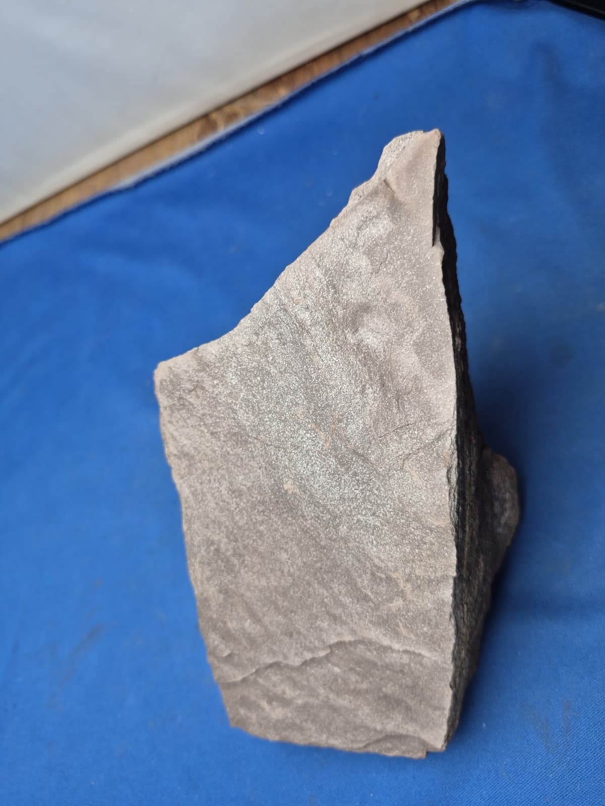 RARE Sponge-like Animal Fossils 6